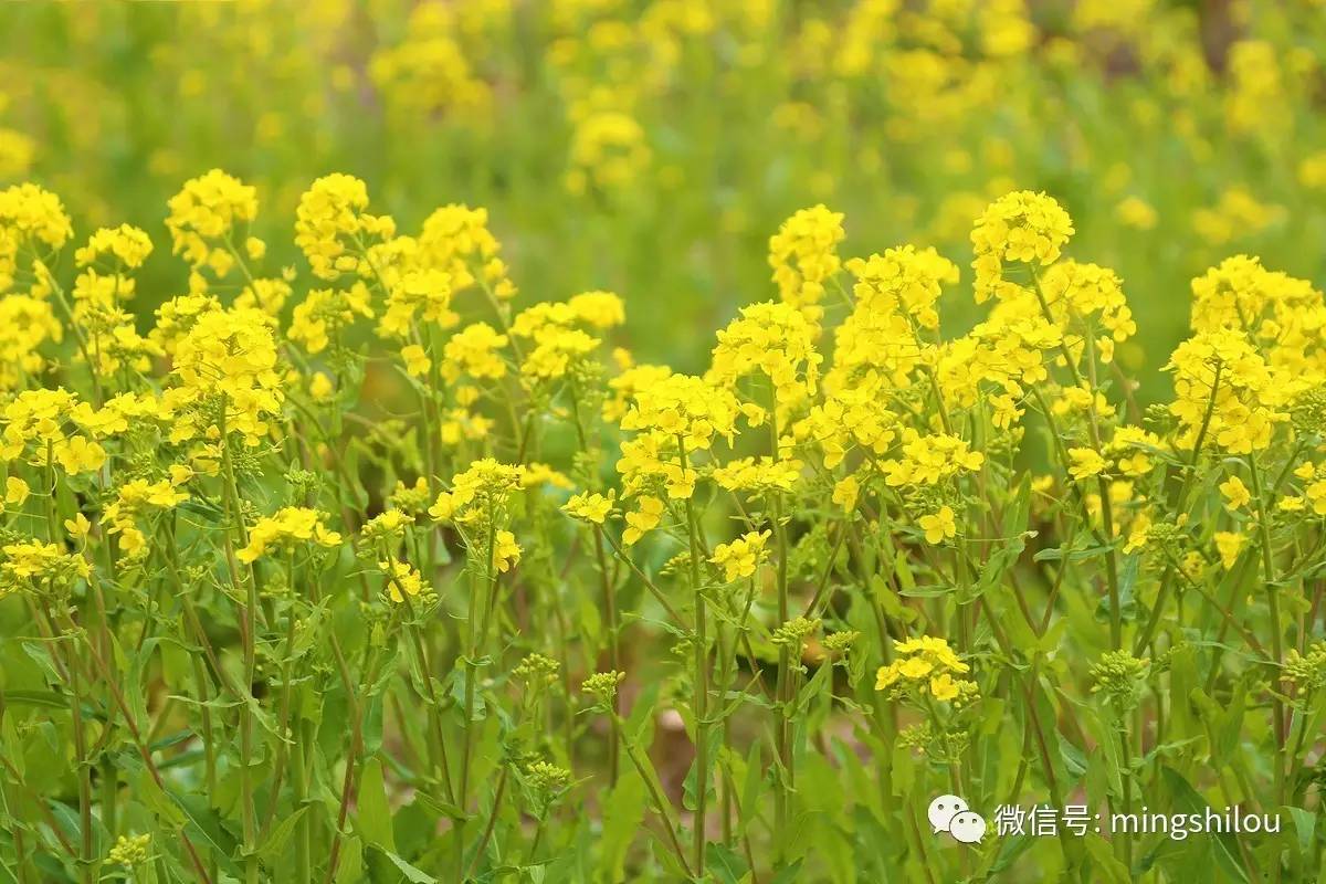 清明节的诗词佳句_清明祭祖诗词_清明时节的诗词